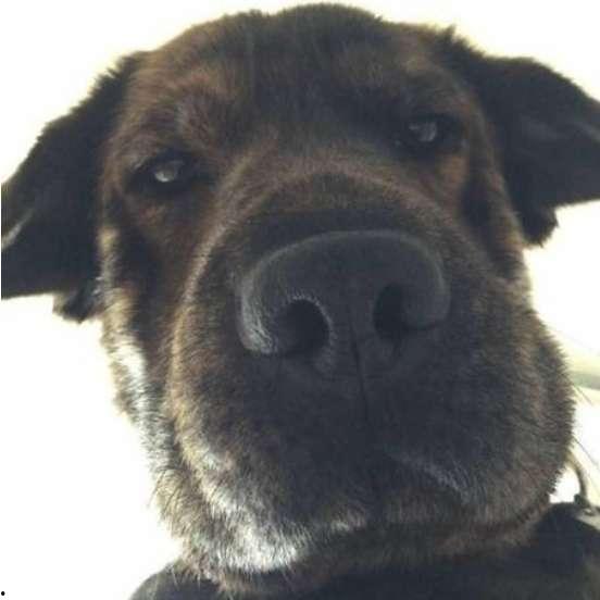 狼狗最新爆料图片表情包,萌态可掬，笑翻网友